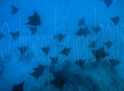 Bora Bora, French Polynesia. Eagle Rays in channel at 90 ... by Christopher Ward 